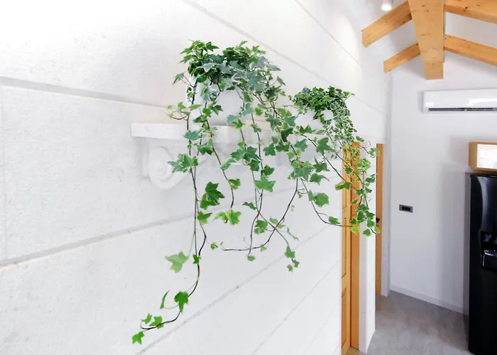 Dalmatian Child With Swimming Pool, Close To The 3*